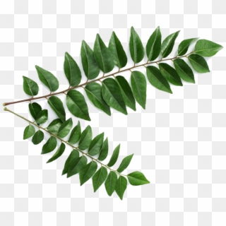 Curry Leaves - Curry Leaf Clipart