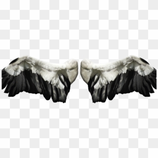 Angel Wings Png Stock Image Free - Feather Clipart