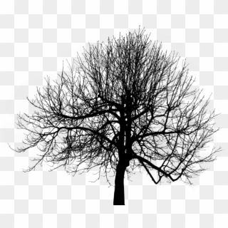 Black Tree Png - Tree Double Exposure Png Clipart