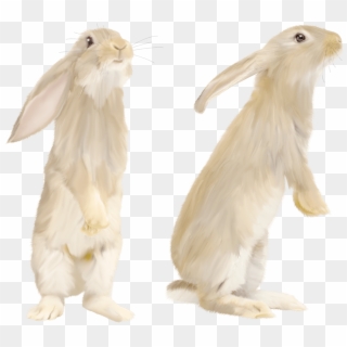 Cute Gray Rabbit Standing On His Feet Png Image - White Rabbit Png Clipart