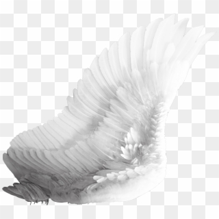 Wings White Clipart