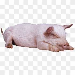 Download - Sleeping Pig Png Clipart