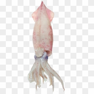 Squid Free Png Image - Octopus Fish Clipart