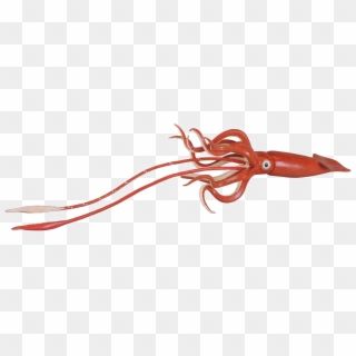 Giant Squid Png Hd - Giant Squid Png Clipart