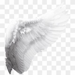 Wings Sticker - White Angel Wings Png Clipart