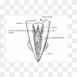 Reproductive Organs Of Female Squid A) Loliginidae - Squid Female Reproductive System Clipart
