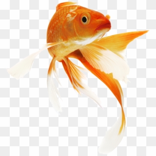 Fish Png Pic - Transparent Background Gold Fish Png Clipart