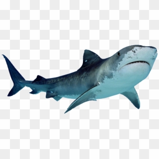 Shark Png Sea Animals Clip Art Pinterest Shark Blue - Shark With White Background Transparent Png