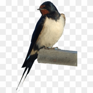 Barn Swallow Png Photos - Rondine Clipart