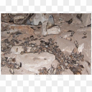 Bats Killed By White-nose Snydrome At Aeolus Cave In - Dead Bats In Cave White Nose Syndrome Clipart