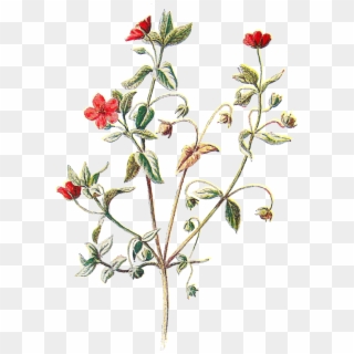 Scarlet Pimpernel Flower Botanical Clipart