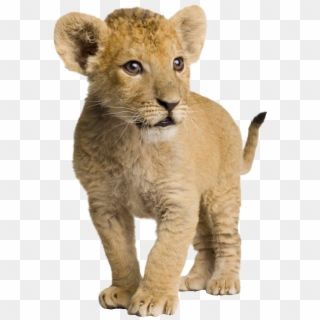 Png Cub Transparent Images Pluspng Png Transparent - Lion Cub Png Clipart