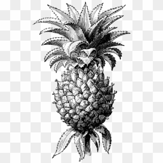 Pineapple - Pompei Mosaico Ananas Clipart