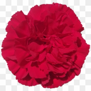Gran Sole - Carnation - Carnation Clipart