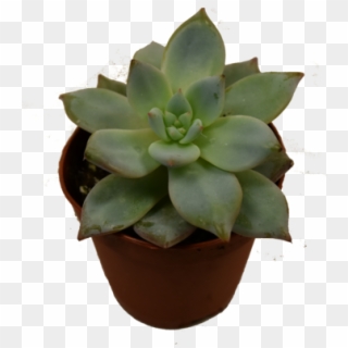 Mini Succulent - Flowerpot Clipart
