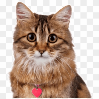 Cute Kitten Breeds - Cat Clipart