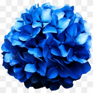 Hydrangea Png - Blue Hydrangea Png Clipart