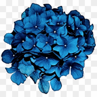 Sea Blue Hydrangea By Jeanicebartzen - Hydrangea Clipart