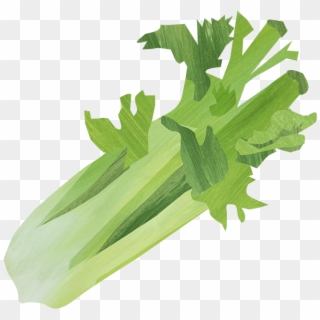 Celery Png - Chicory Clipart