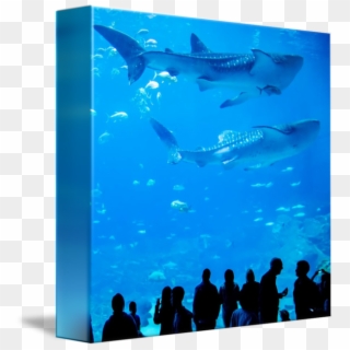 People Swimming Underwater - Whale Shark Clipart