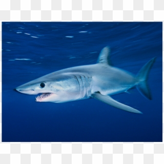 Tiburo N1 - 鯊魚 圖片 Clipart