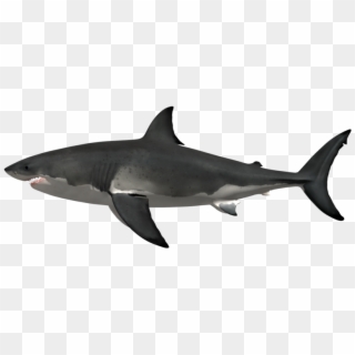 Great White Shark Png - Great White Shark Clipart