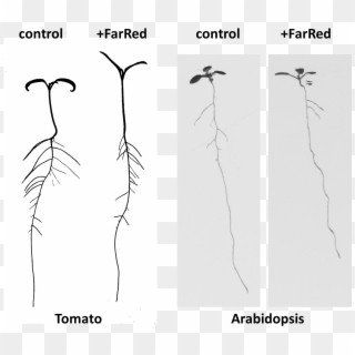 Tomato And Arabidopsis Clipart
