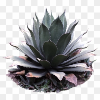 Agave Png - Cactus Plant Png Clipart