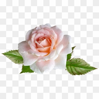 Rose, Pink, Flower, Rain Drops - Hybrid Tea Rose Clipart
