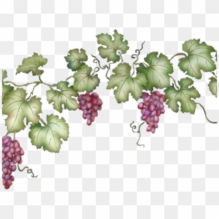 Vineyard Clipart Grape Vine - Grape Vine Clipart Transparent - Png Download
