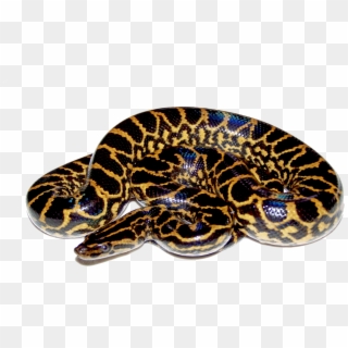 The Lord Of - Anaconda Png Clipart
