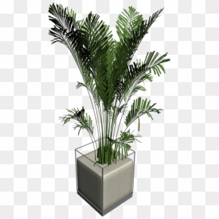 House Palm - Png Pflanze - Houseplant Clipart