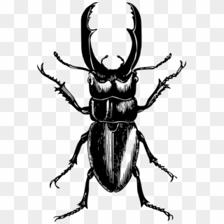 Stag Beetle Mosquito Rhinoceros Beetles Japanese Rhinoceros - Stag Beetle Black And White Png Clipart