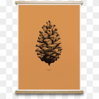 Pine Cone Orange Wish List Pinterest - Pinecone Drawing Clipart