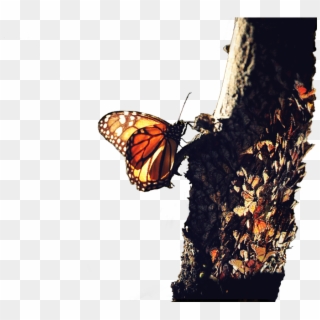 Tree-butterfly - Monarch Butterfly Clipart