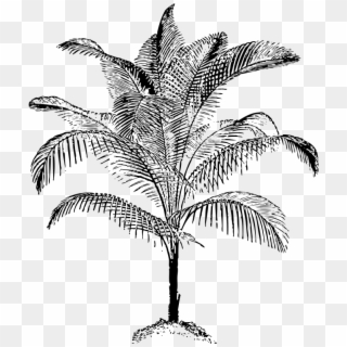 Arecaceae Coconut Tree Line Art Download - Palm Vector Clipart