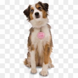 Dog Png Download For Photo Editing - Dogs Png Clipart