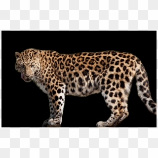 Jaguar Side View Animal Clipart