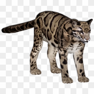 Net, Model And Leopards, File Img - Zoo Tycoon 2 Clouded Leopard Clipart