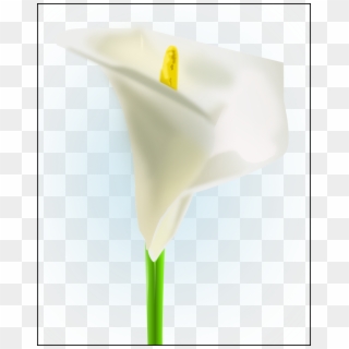 How To Set Use The Lily Svg Vector - Lily Flower Clipart