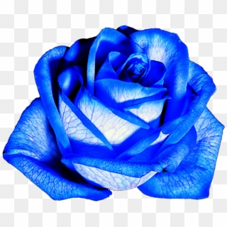 Blue Roses Png - Gambar Bunga Mawar Biru Png Clipart