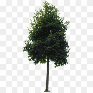 Small Tree Png , Png Download - Alberi Png Clipart