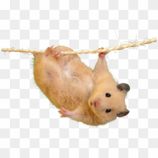 Cutout - Most Cutest Hamster In The World Clipart