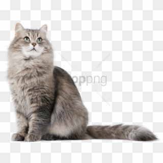Free Png Cat Png Image With Transparent Background - Cat Transparent Background Hd Clipart