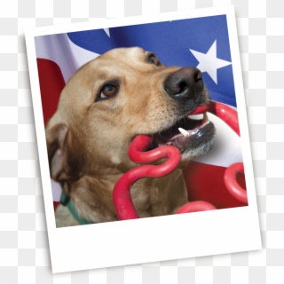 The Ruffdawg Blog / Made In The Usa - Dog Yawns Clipart