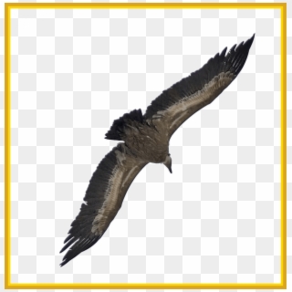 Awesome Vulture Png By Evelivesey On Post Ⓒ - Eagle Clipart