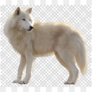 Download White Wolf Png Clipart Arctic Wolf Clip Art - Canadian Eskimo Dog Wolves Transparent Png