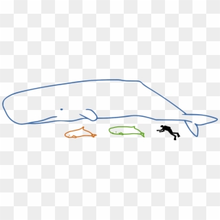 Sperm Whales Size - Pygmy Sperm Whale Size Clipart