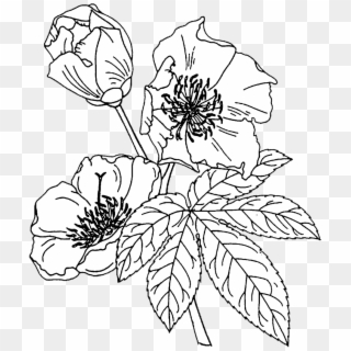 Crafting With Jack Flower Outline, Floral Drawing, - Coloring Book Clipart