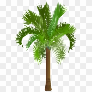 Free Png Download Palm Tree Png Images Background Png - Palmetto Tree Royalty Free Clipart